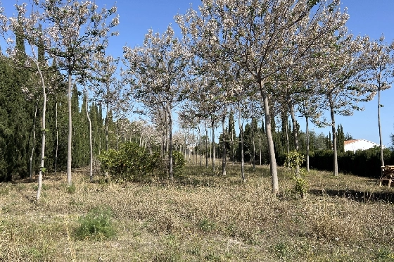 Finca in Pedreguer zu verkaufen, Wohnfläche 400 m², + KLIMA, Grundstück 12000 m², 2 Schlafzimmer, 2 Badezimmer, ref.: JS-0624-14